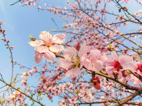 桃花花枝