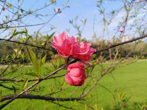 碧桃花