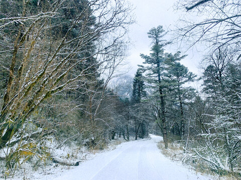 冬季森林积雪