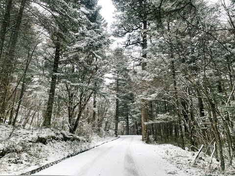 雪后森林