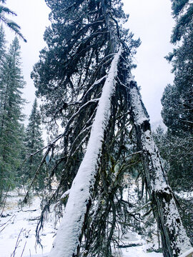 树干积雪