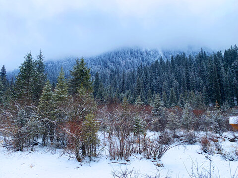 雪后原始森林