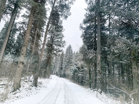 森林风雪