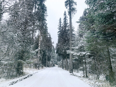 原始森林雪景