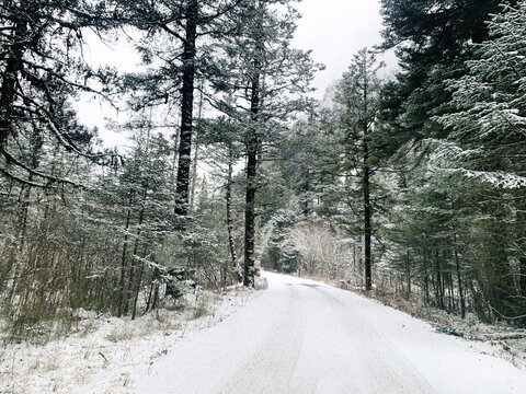 雪后树林