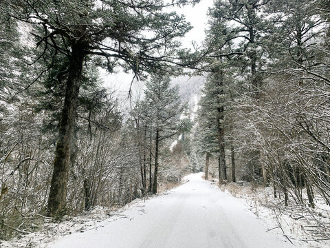 风雪森林