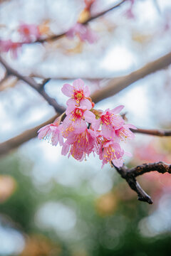 冬樱花