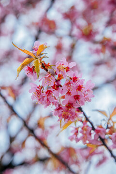 冬樱花