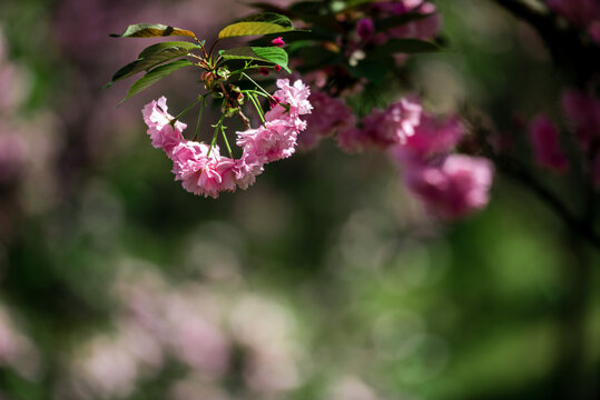 樱花