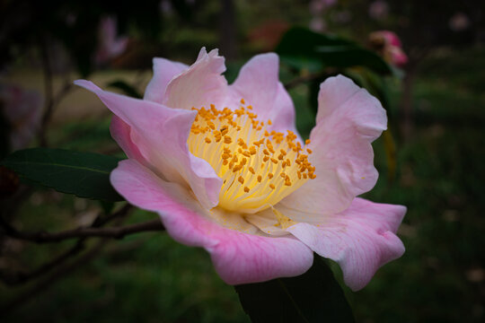 春天茶花花朵特写