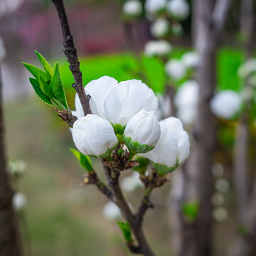 春天梨花花苞花头特写