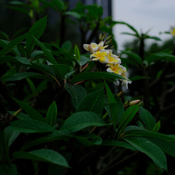 鸡蛋花