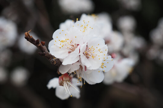 杏花盛开