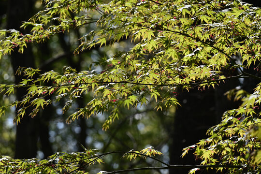 阳光下的槭树叶