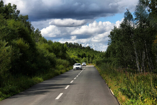 草原公路白杨林