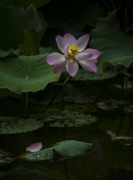 池中莲花