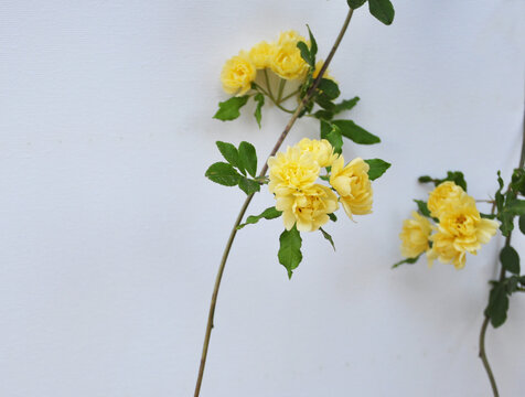 木香花朵黄色花