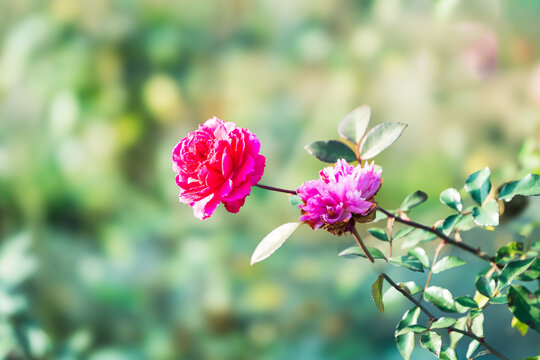 广东怀集玫瑰花