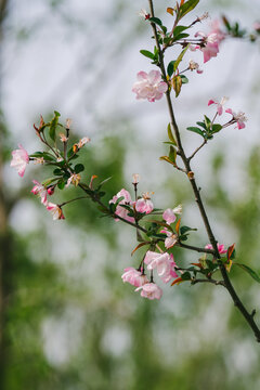 樱花特写