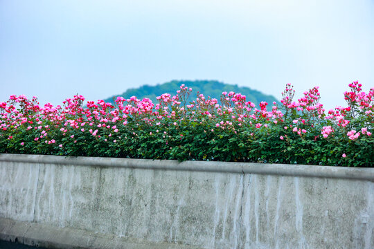 杭州最美空花画廊高架月季花