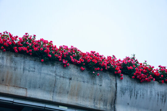 杭州高架路月季花