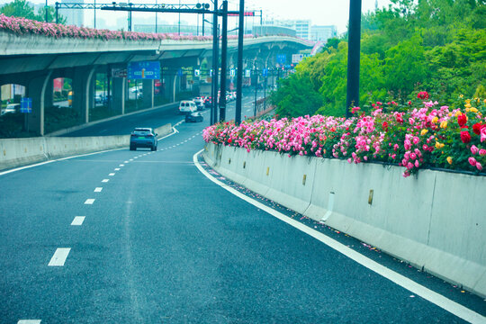 杭州高架路月季花