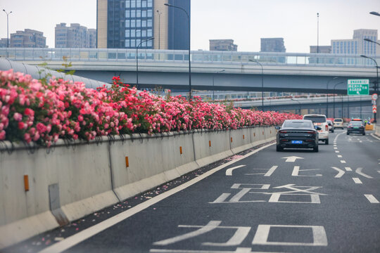 杭州高架路月季花