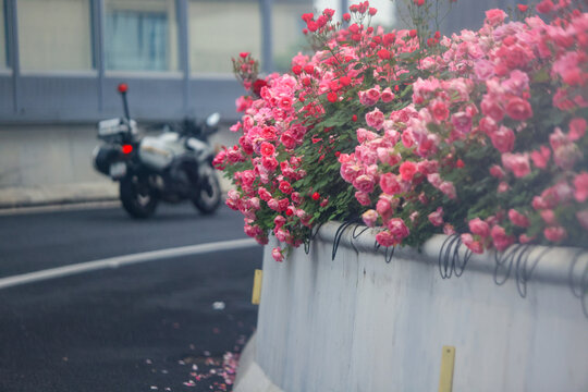 杭州高架路上盛開的月季花
