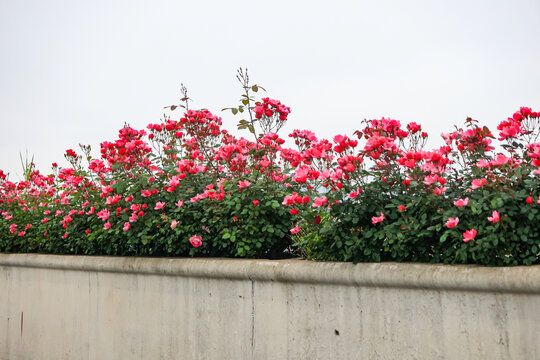 杭州留石秋石高架月季花