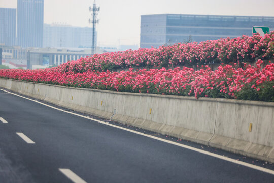 杭州留石秋石高架月季花