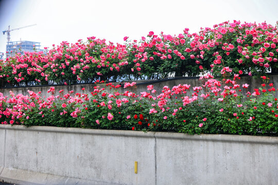 杭州留石秋石高架月季花