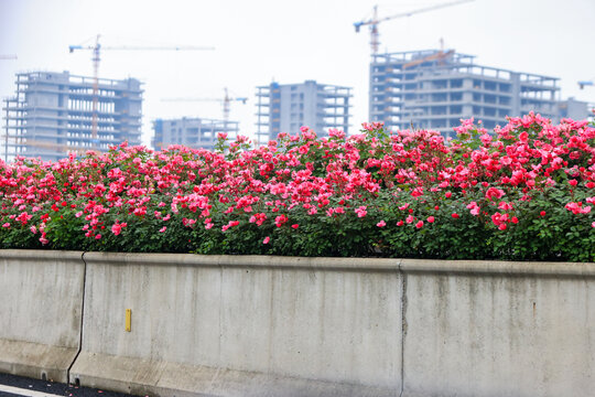 杭州留石秋石高架月季花