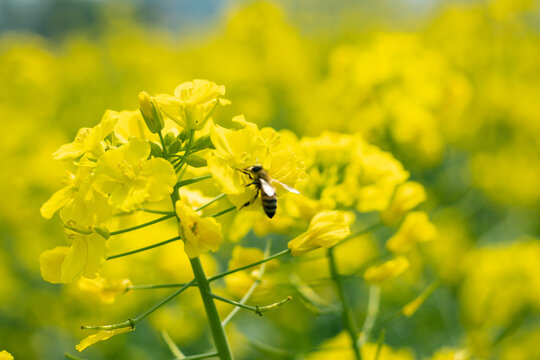 油菜花