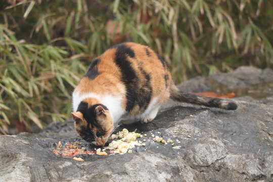 觅食的猫