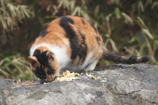 觅食的猫