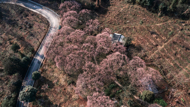 花开大坪山