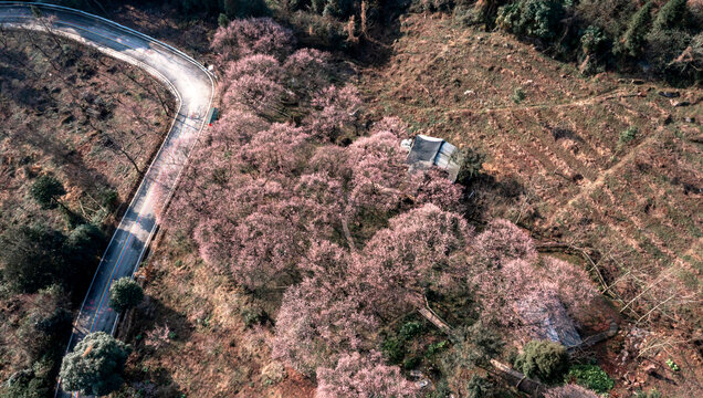 花开大坪山