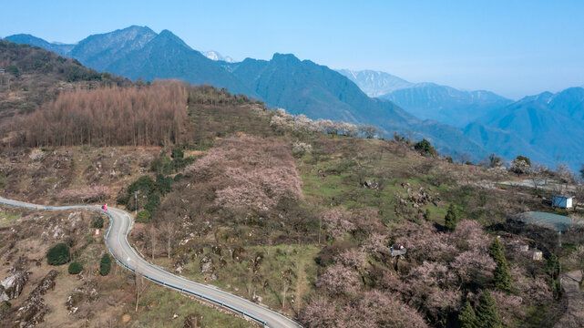 花开大坪山