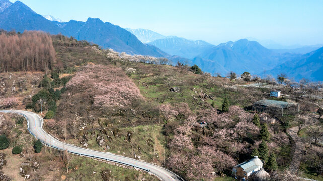 花开大坪山