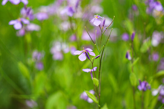 油菜花开