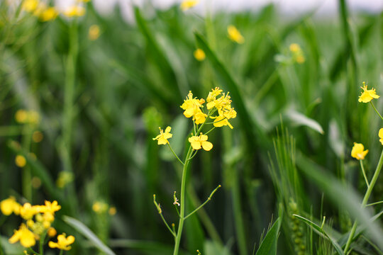 油菜花开