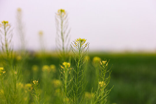 油菜花开