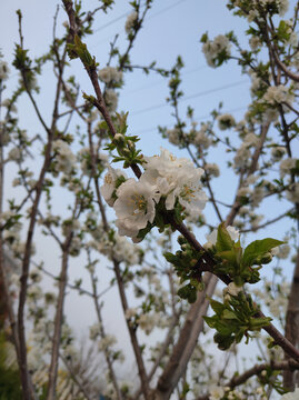 樱桃花