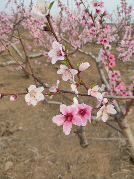 桃花枝