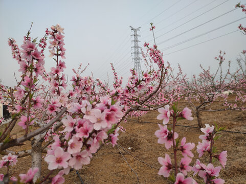 桃花园