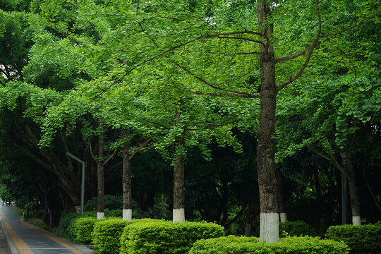 银杏树