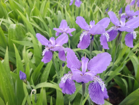 鸢尾花