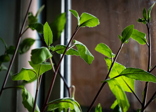 绿叶植物