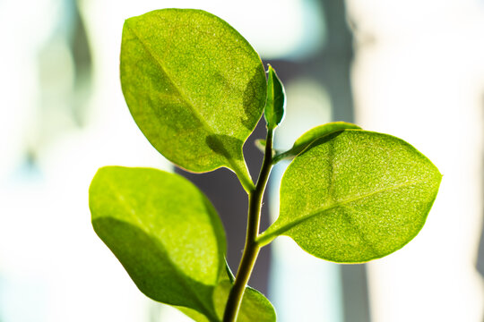 绿叶植物特写