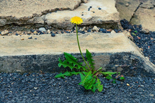 蒲公英花小黄花